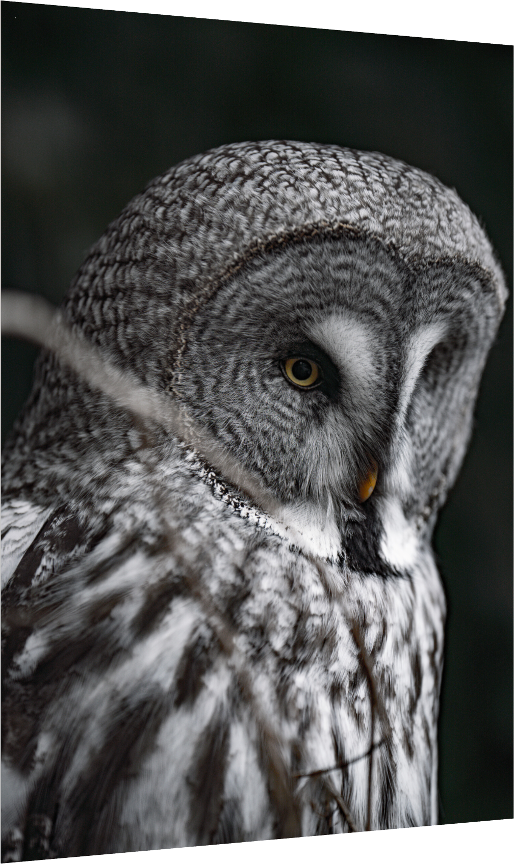 The Silent Hunter - Great Grey Owl Print
