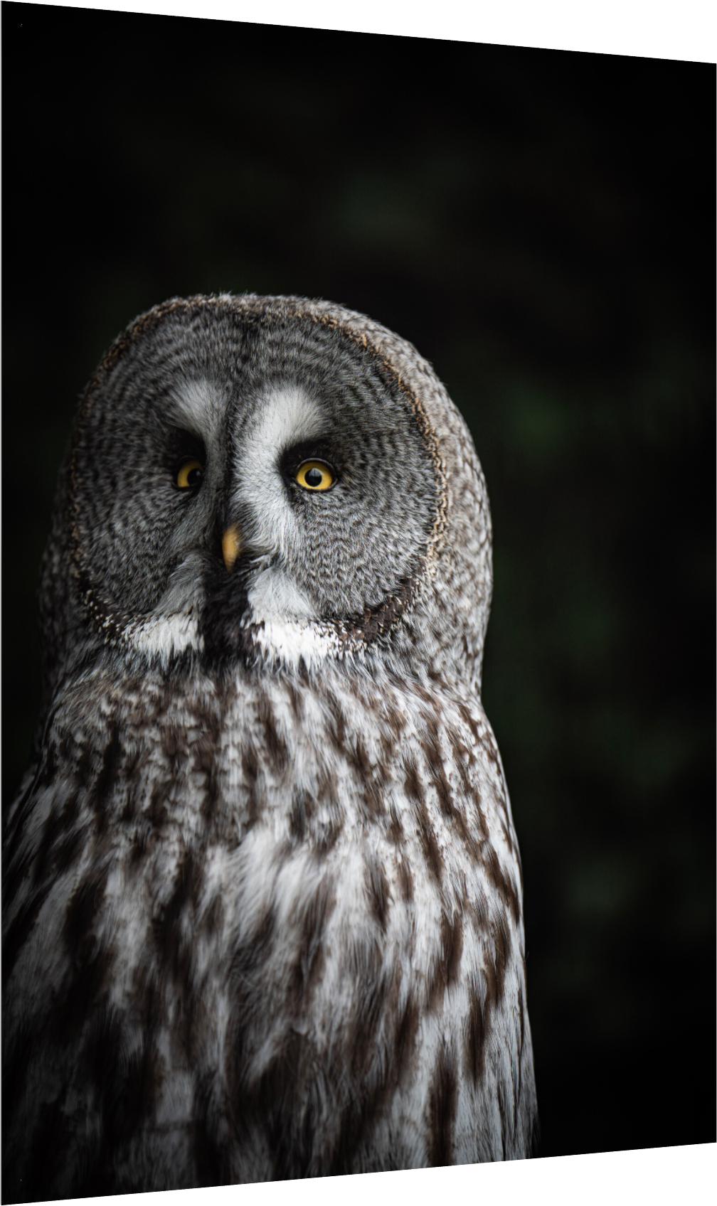 Don't give up on your dreams - Great Grey Owl Print