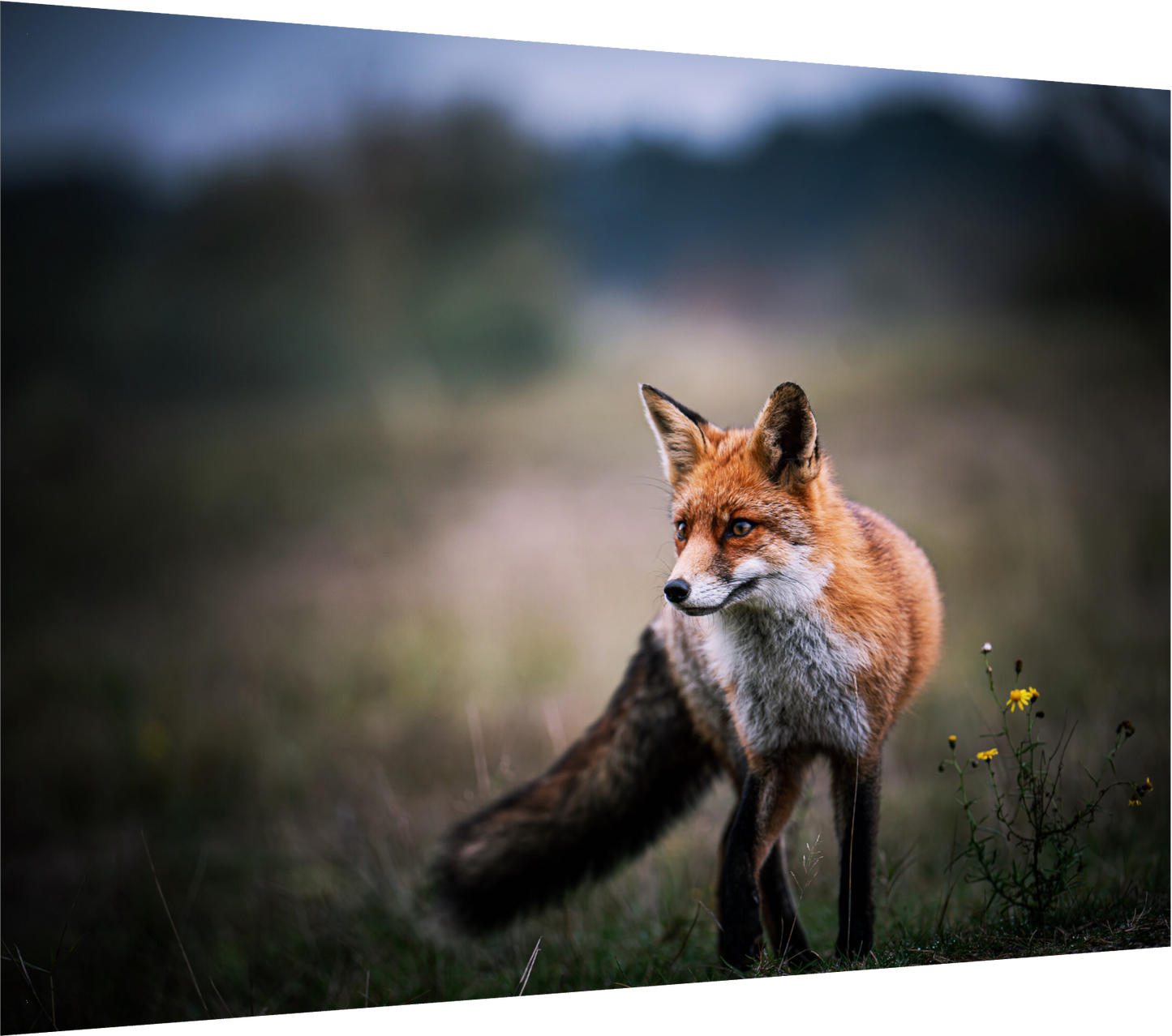 Pure Magic - Red Fox Print