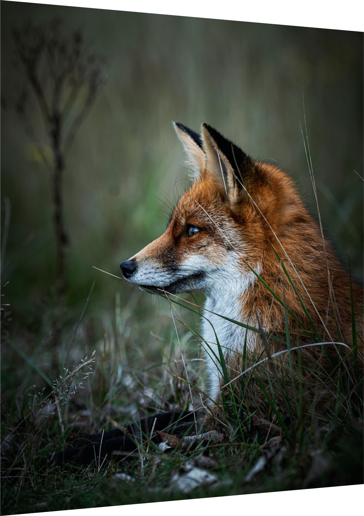 Between Fox and Wolf - Red Fox Print