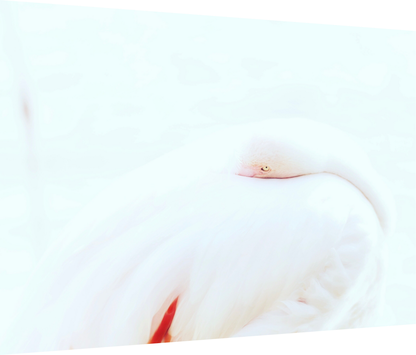 Joy is a vitamin - Flamingo Print