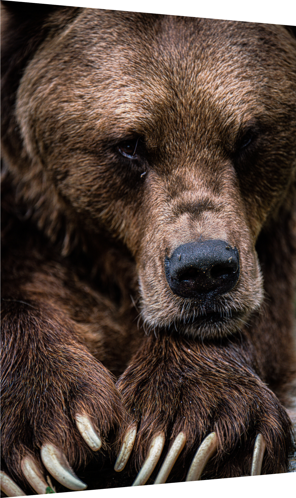 Untamed Wisdom - Close-up Bear Print