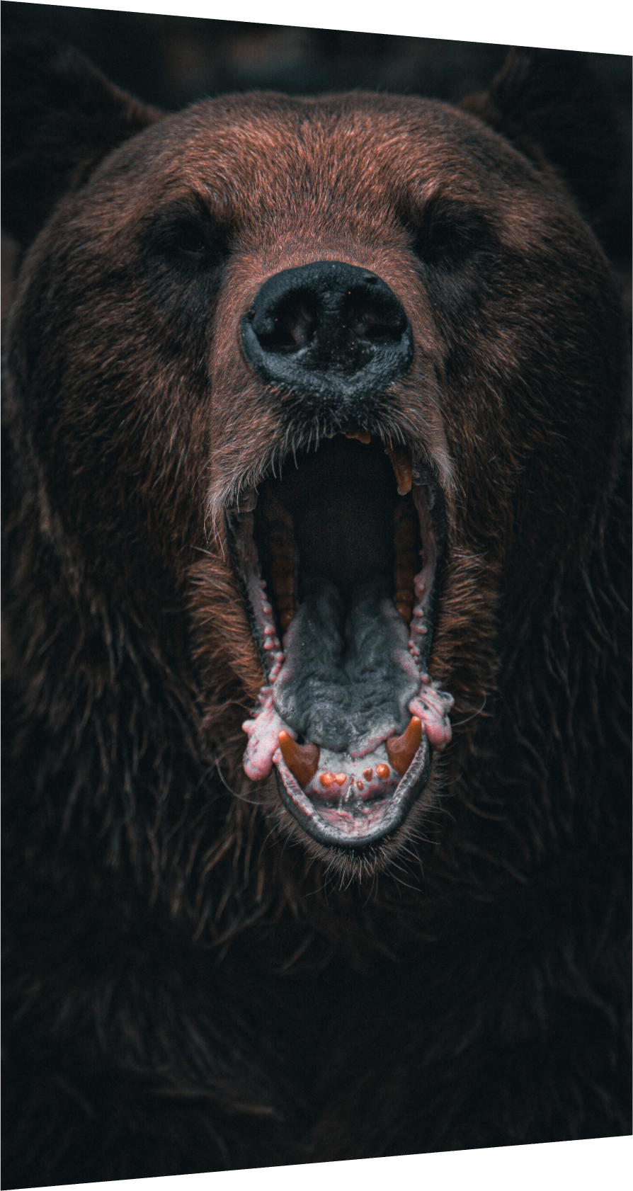 Shout in Silence - Brown bear prints