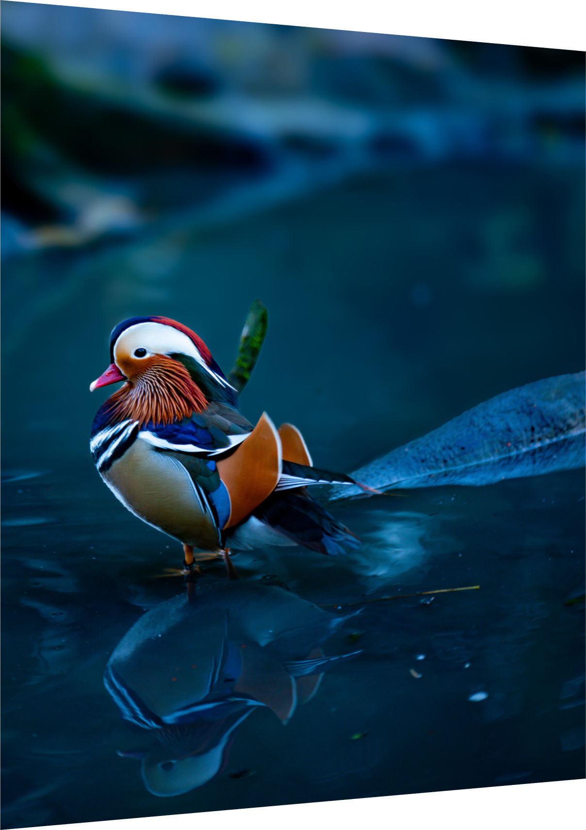 Journey of a Thousand Miles - Mandarin duck print