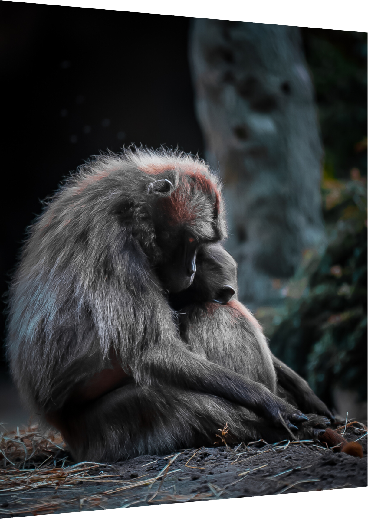 Pure Love - Mother and Son Monkeys