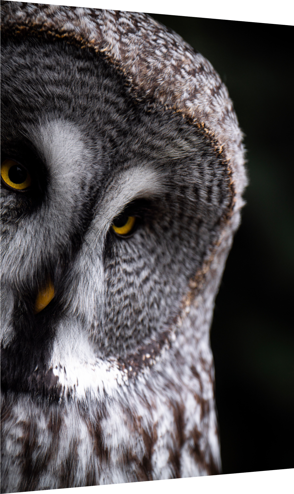 Eye contact - Great Grey Owl Print