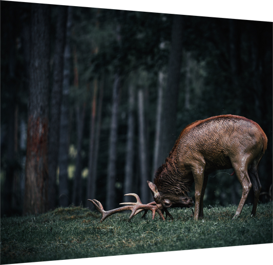 Not all those who wander are lost - Red Deer Print