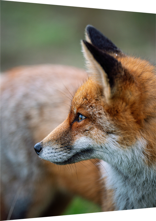 Whispers of the Wild - Red Fox Print