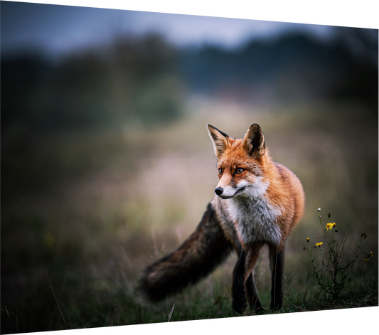 Pure Magic - Red Fox Print