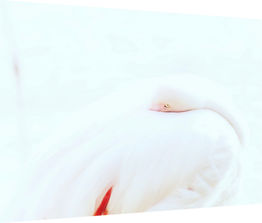 Joy is a vitamin - Flamingo Print