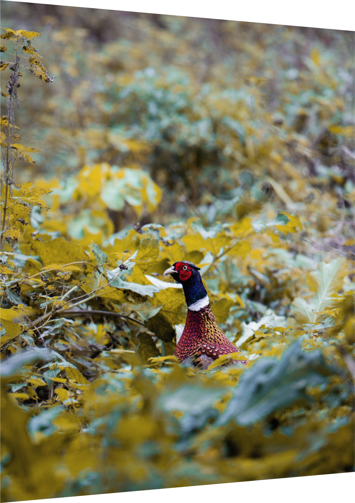Prince - Pheasant prints