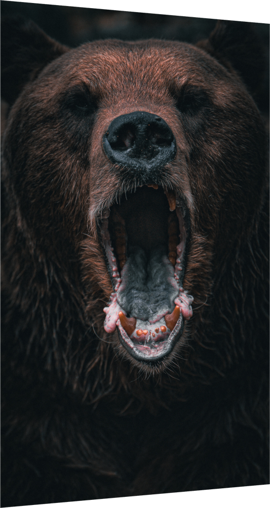 Shout in Silence - Brown bear prints