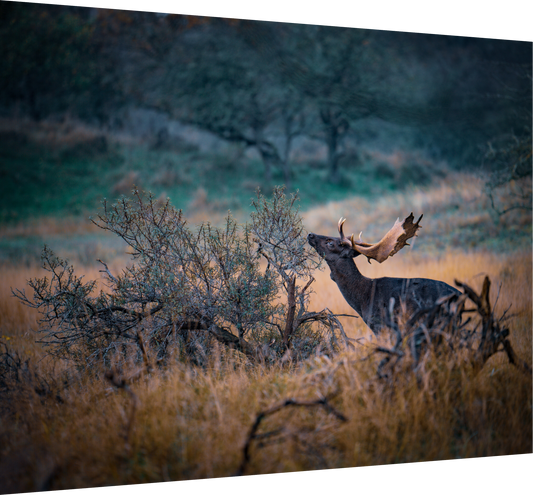 The last red berries - Deer print