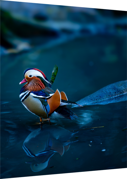 Journey of a Thousand Miles - Mandarin duck print
