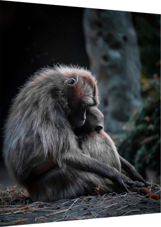 Pure Love - Mother and Son Monkeys